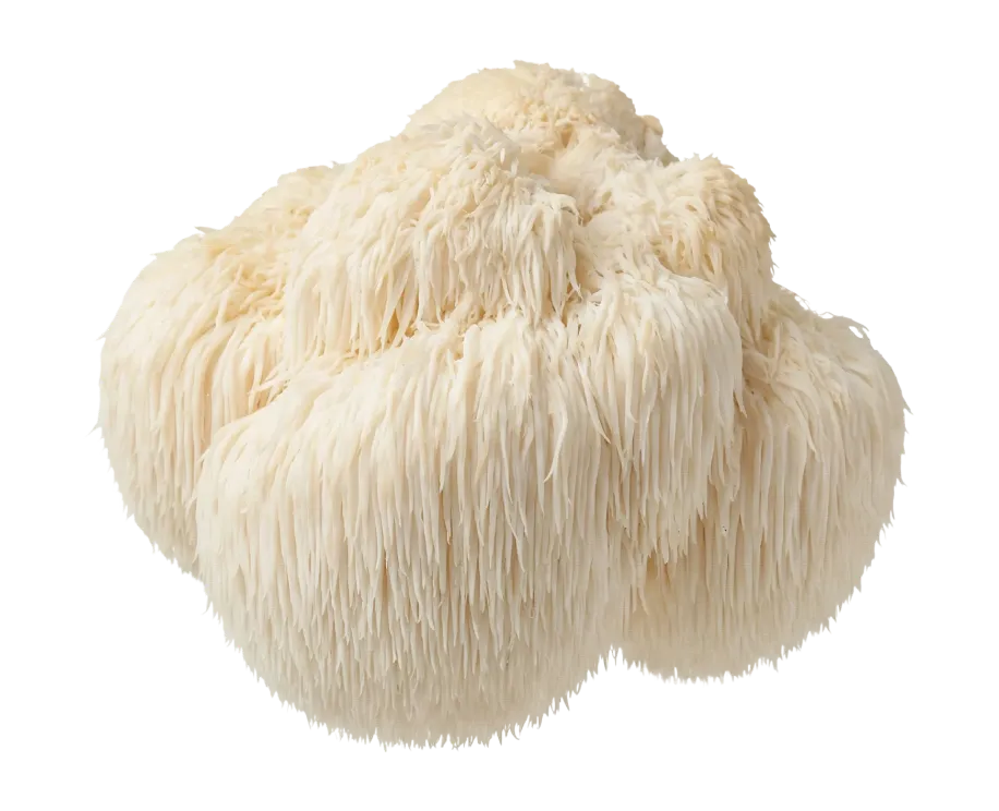 A large, white, shaggy Lion's Mane mushroom against a solid green background.