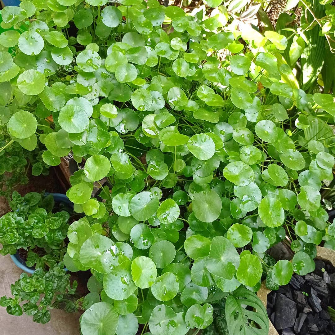 Lush green foliage with round leaves in a garden setting.