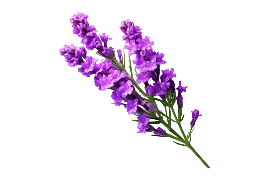 Sprig of purple lavender flowers on a white background.