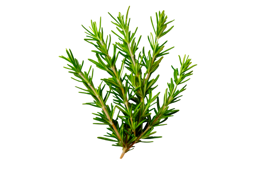 A sprig of fresh green rosemary isolated on a white background.