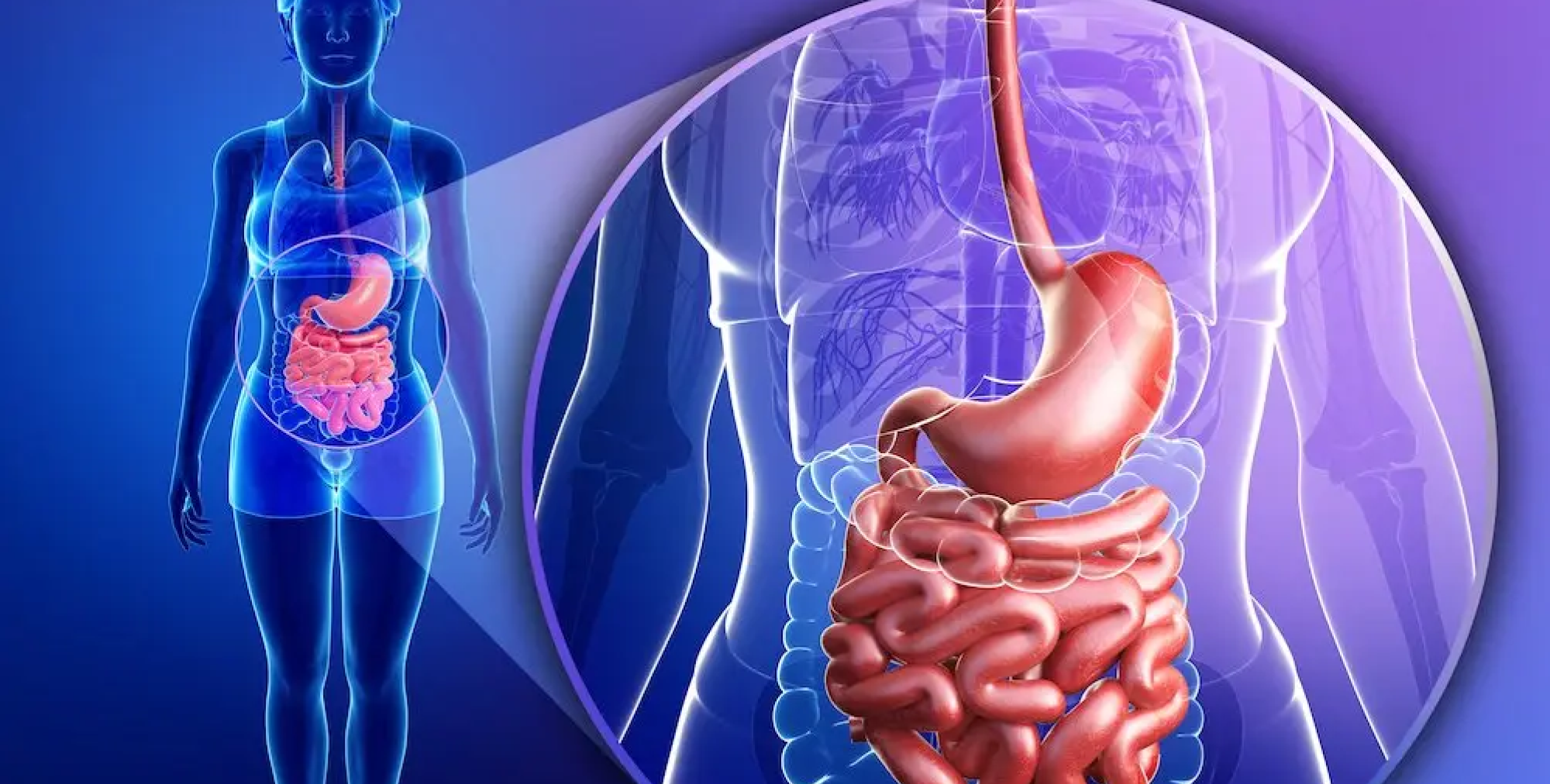A medical illustration showing a magnified view of the stomach and intestines inside a female torso.