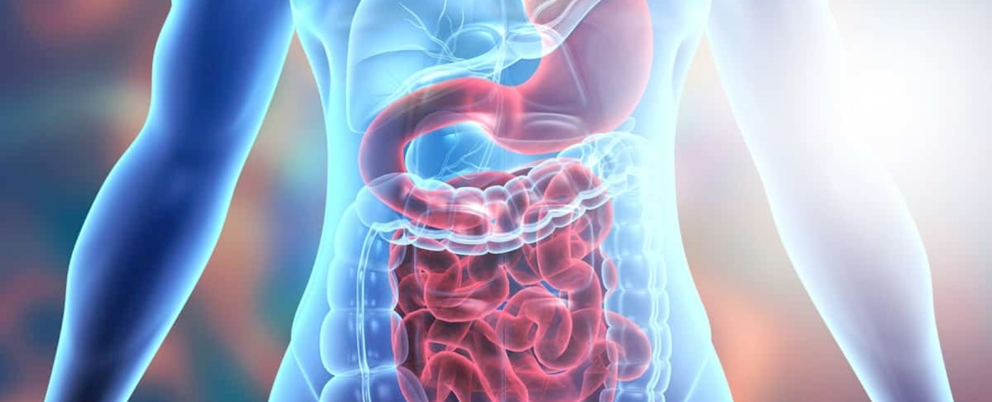 Anatomical illustration showing the human digestive system, including the stomach and intestines, inside a transparent torso.