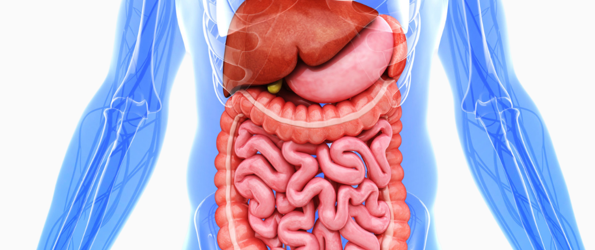 Anatomical illustration of the human digestive system, showing the liver, stomach, and intestines within a transparent torso.