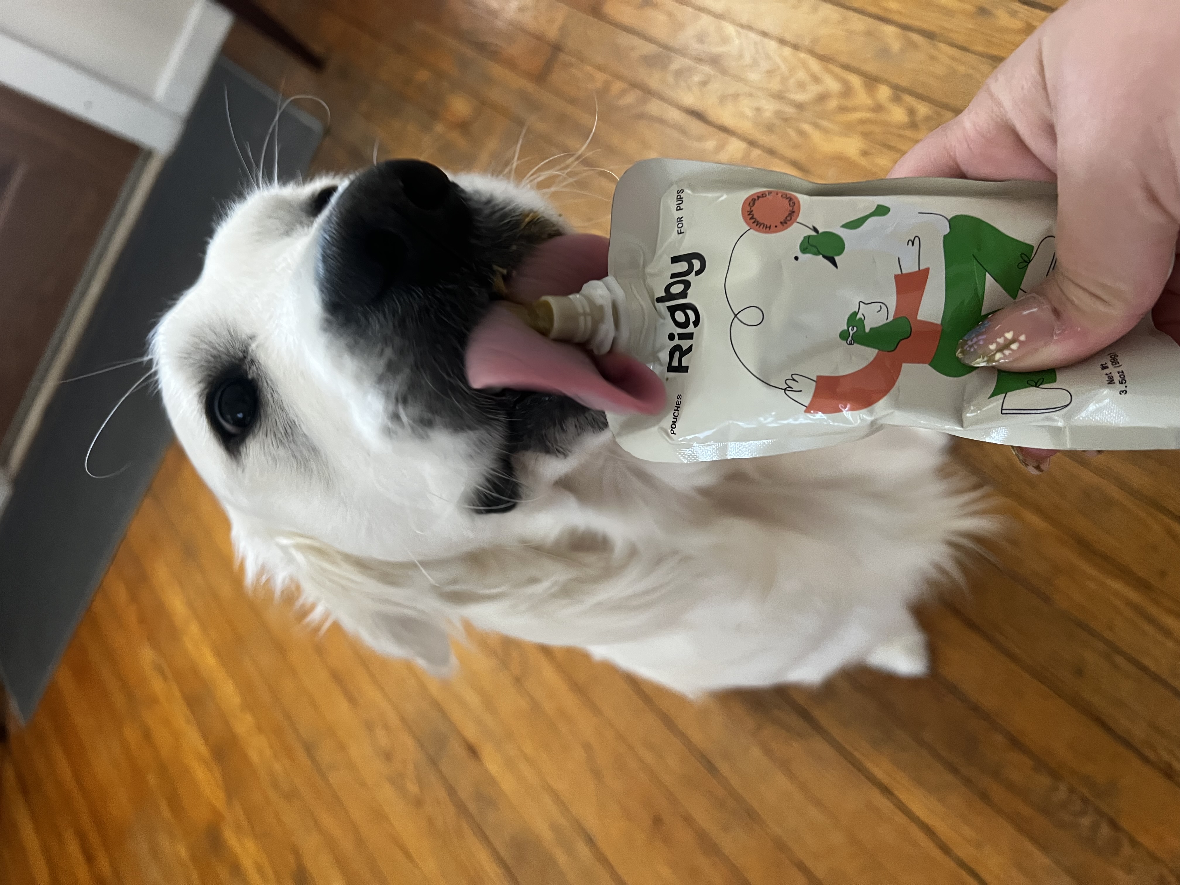 A dog licking a pouch labeled 'Rigby' held by a person.