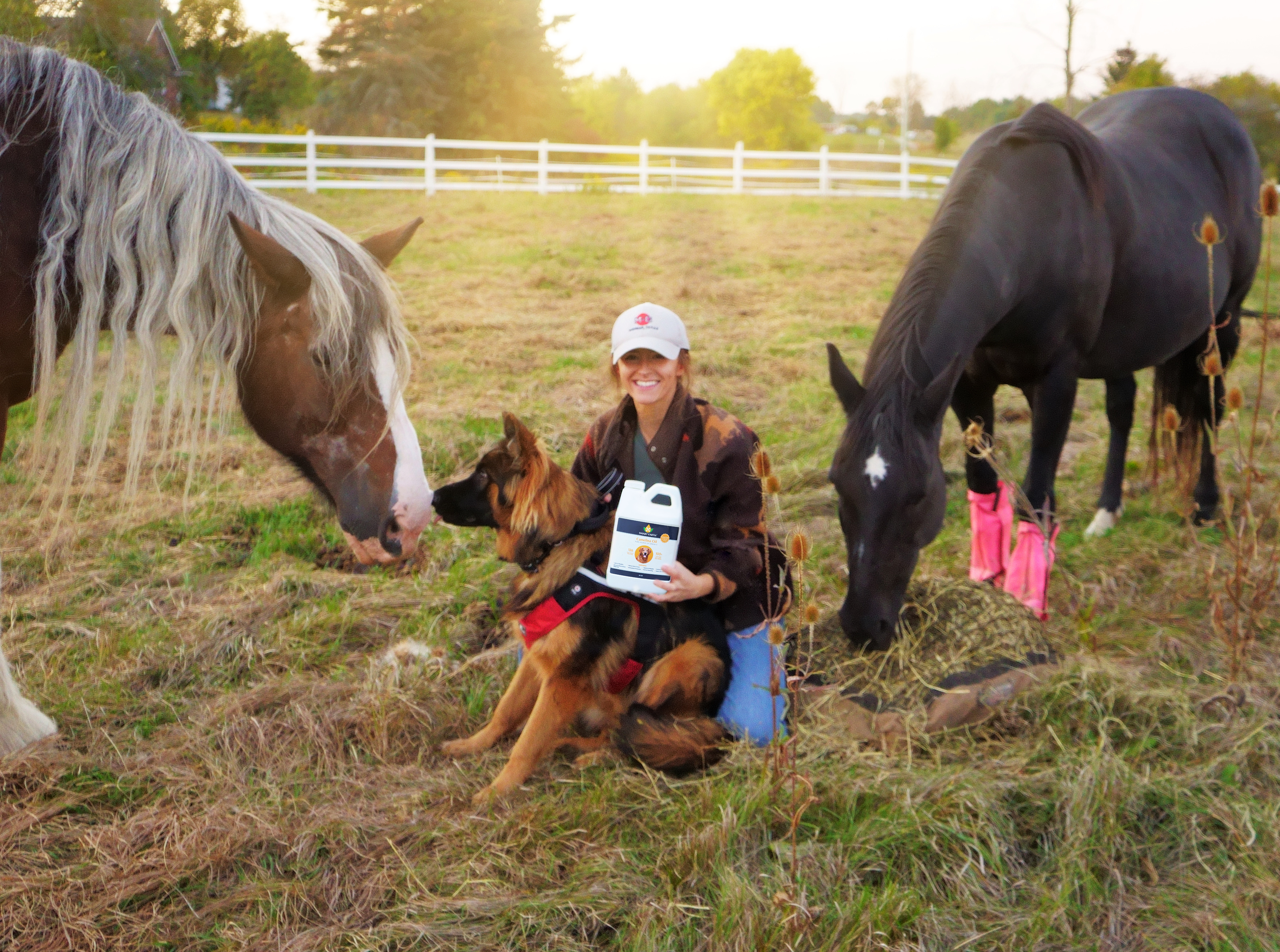 Woman with her dog and horses in a sunny field