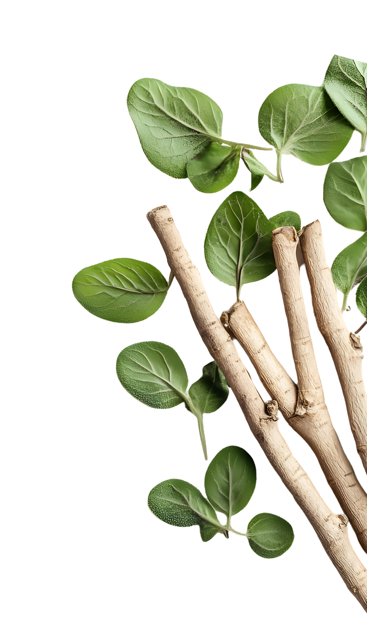 Green leaves and brown branches on a black background.