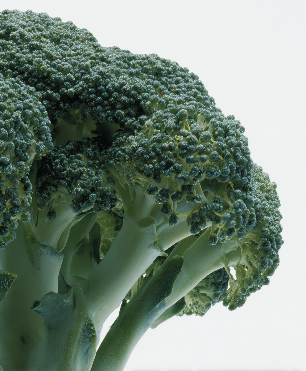 A close-up shot of a head of broccoli, showing its florets and stalk against a white background.