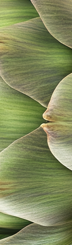 Close-up of overlapping green leaves with subtle variations in color.