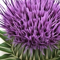 Close-up of a purple thistle flower with green leaves.
