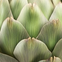 Close-up of an artichoke with green and purple leaves.