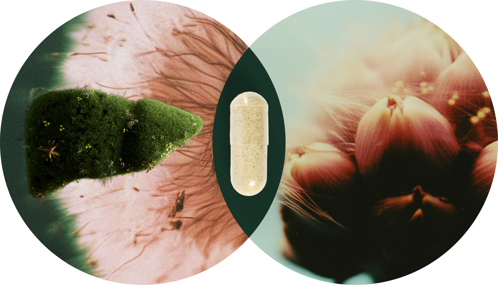 A capsule between two circular images of nature and flowers.
