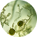 Microscopic view of green algae with round structures.