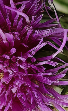 Close-up of a vibrant purple flower with spiky petals.