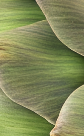 Close-up of overlapping green leaves with smooth textures.