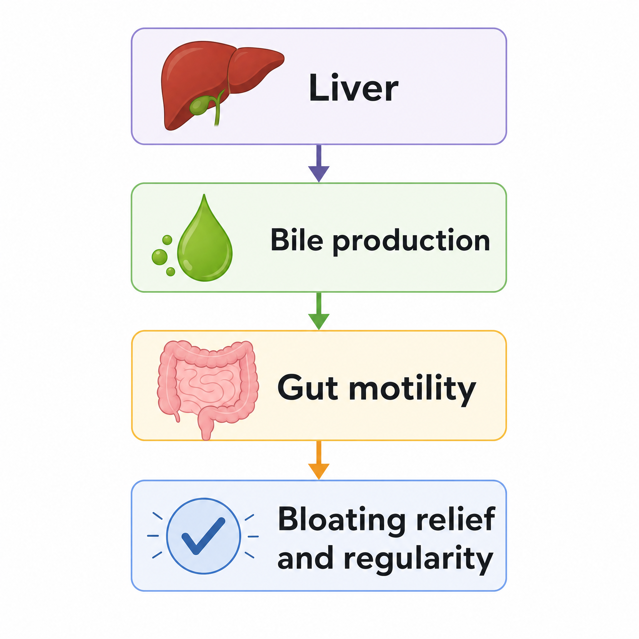 Diagram: Liver leads to bile production, which leads to gut motility, which leads to bloating relief and regularity.