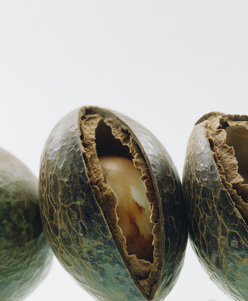 A close-up of several large seeds with dark, cracked outer shells revealing the lighter kernels inside.