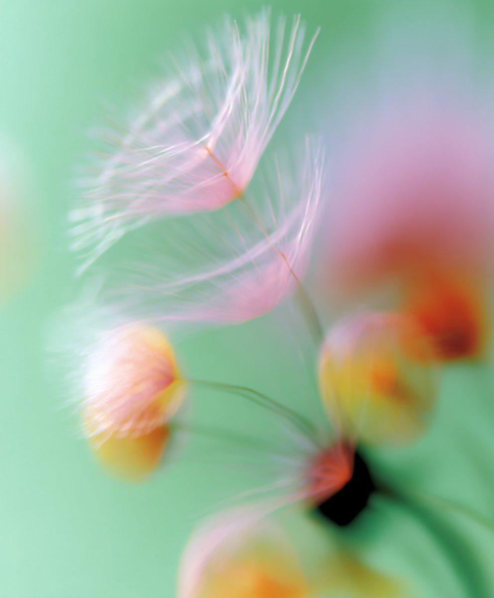 Blurry image of pink and yellow flowers with a soft green background.