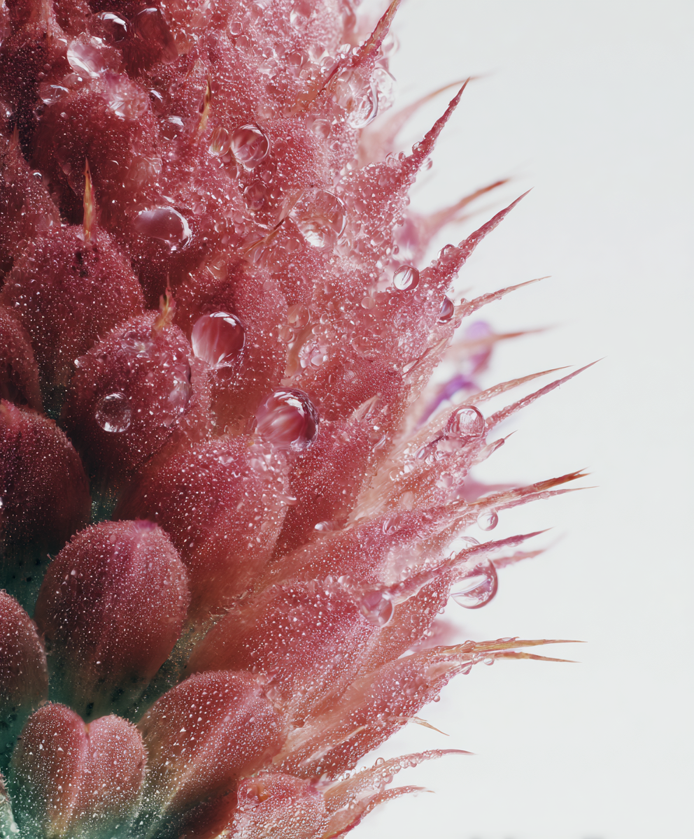 A macro photograph of a spiky pink plant covered in glistening water droplets against a white background.