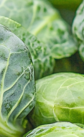 Close-up of green Brussels sprouts with visible leaves.