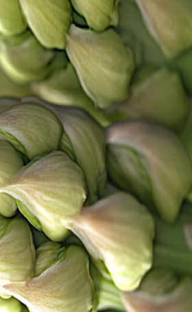 Close-up of tightly closed greenish-white flower buds.