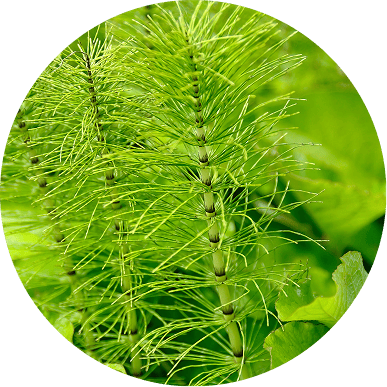 A close-up of vibrant green horsetail plants with segmented stems and needle-like leaves.