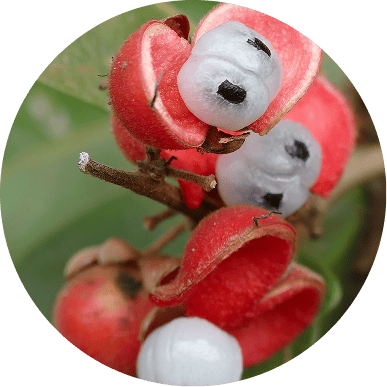 A close-up, circular image of red fruit pods opening to reveal white seeds with black spots.
