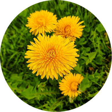 A circular, close-up photo of four yellow dandelions in green grass.