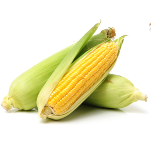 Three ears of corn with husks, one partially peeled.