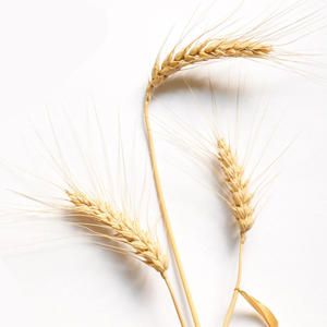 Three stalks of wheat on a white background.