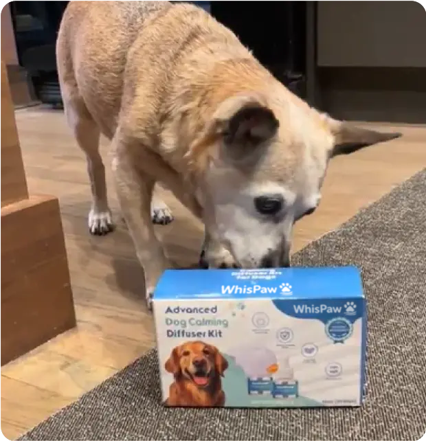 Dog sniffing a WhisPaw dog calming diffuser kit box on the floor.