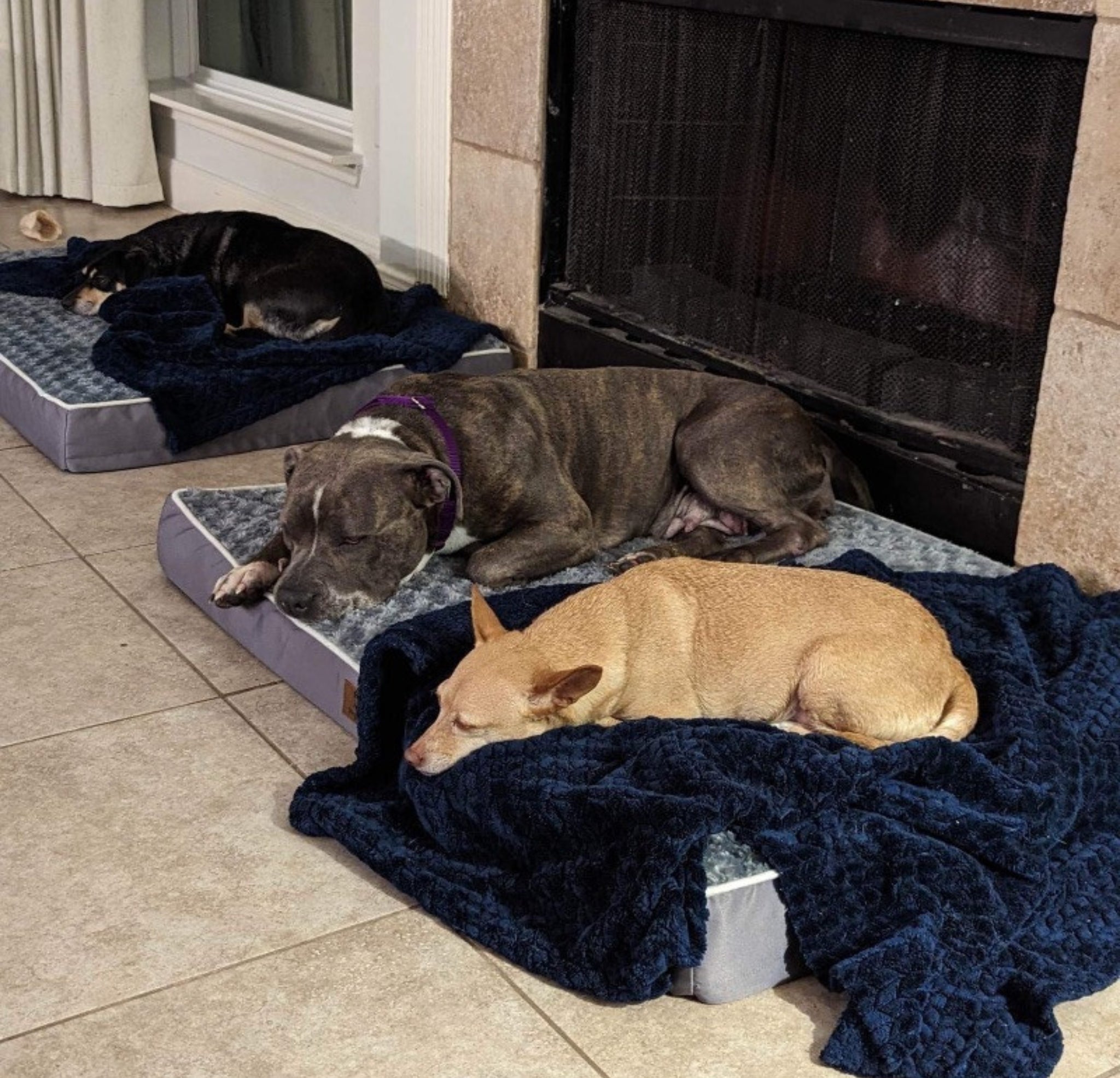 Three dogs sleeping on beds by a fireplace.