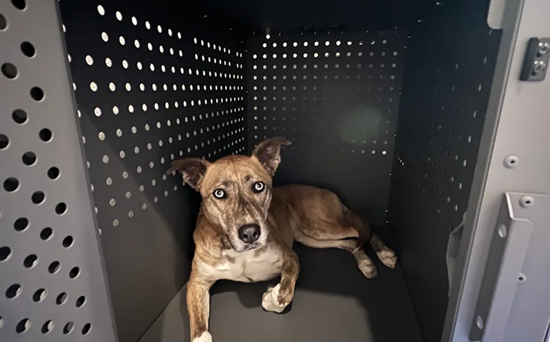 A dog lying inside a perforated metal kennel.
