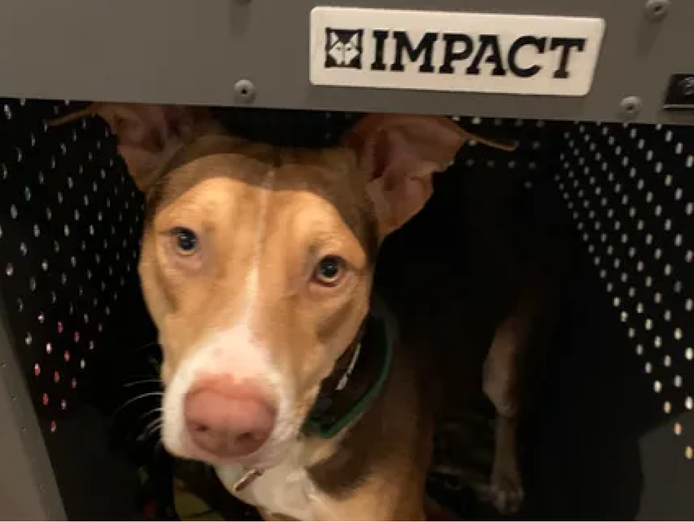Brown and white dog inside a crate labeled 'IMPACT'.