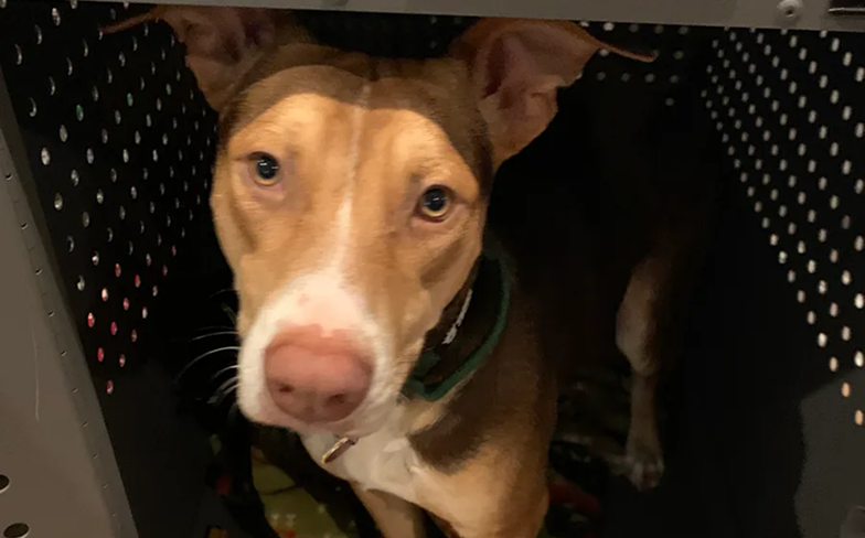 Brown and white dog inside a dark, perforated crate.
