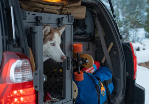 A husky in a car trunk with a skateboard and blue bag.