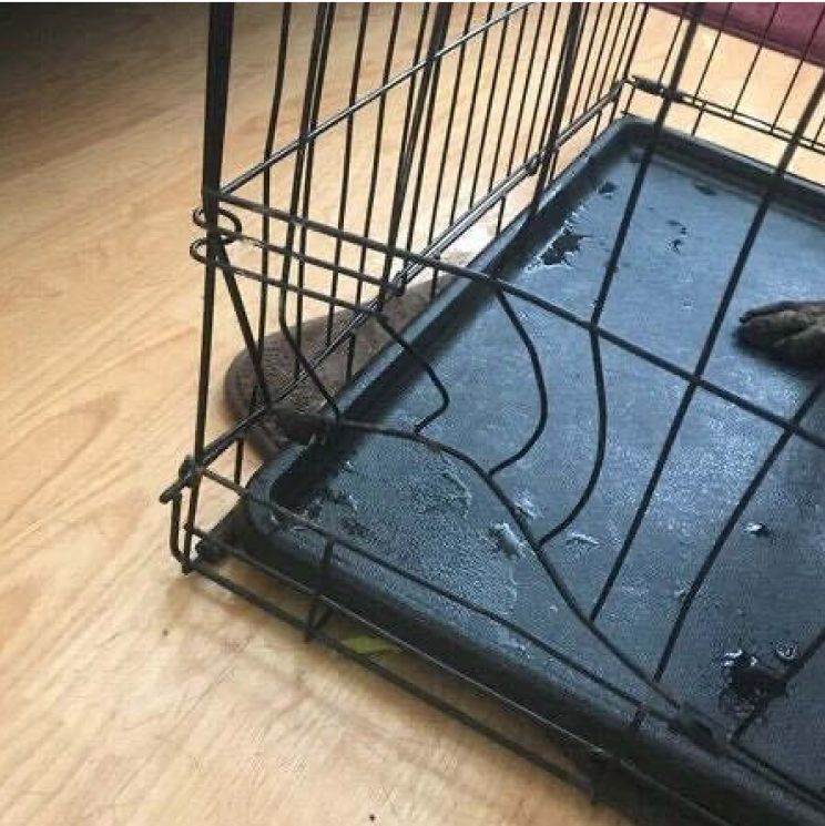 Damaged wire pet crate with a shoe inside on wooden floor.