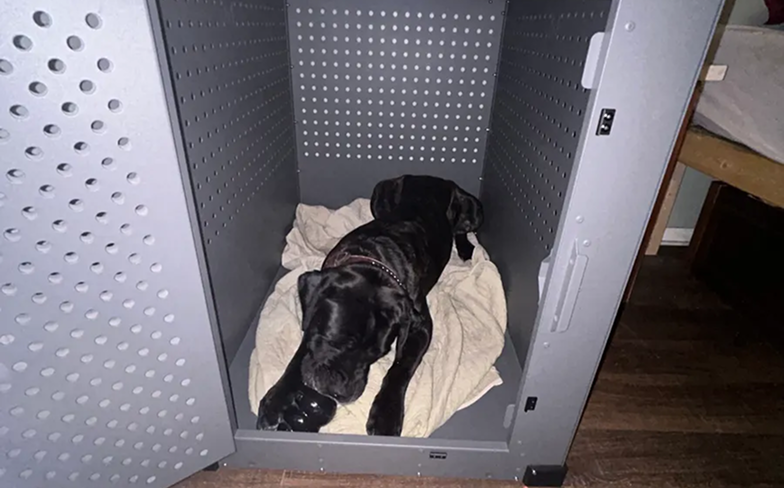 Black dog lying on a blanket inside a metal crate.