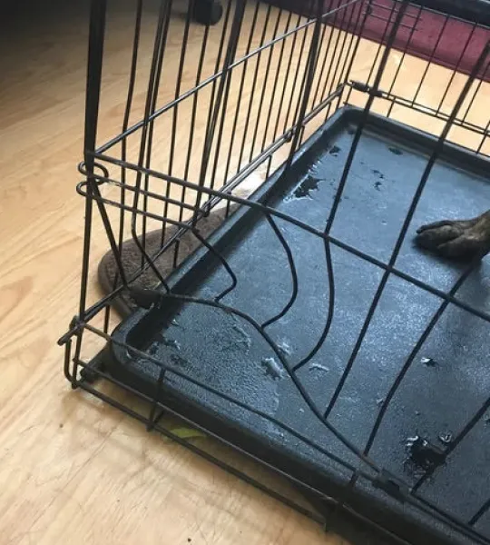Damaged wire dog crate on a wooden floor with a dog's paw visible.