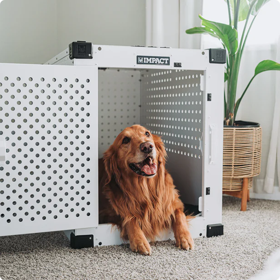 Golden retriever sitting inside a white, perforated dog crate.