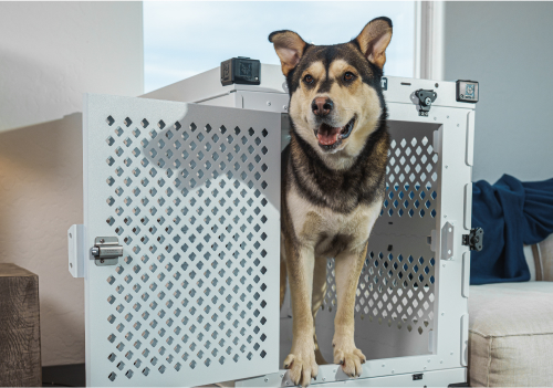 Dog standing in a white metal crate with open door.