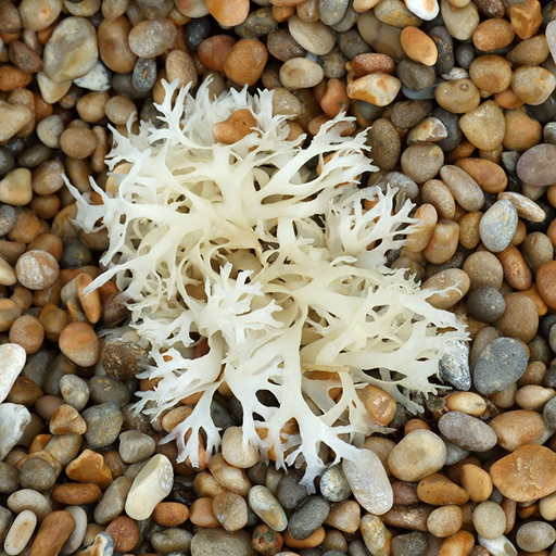 An overhead shot of a piece of white, branching seaweed resting on a bed of small, multicolored pebbles.