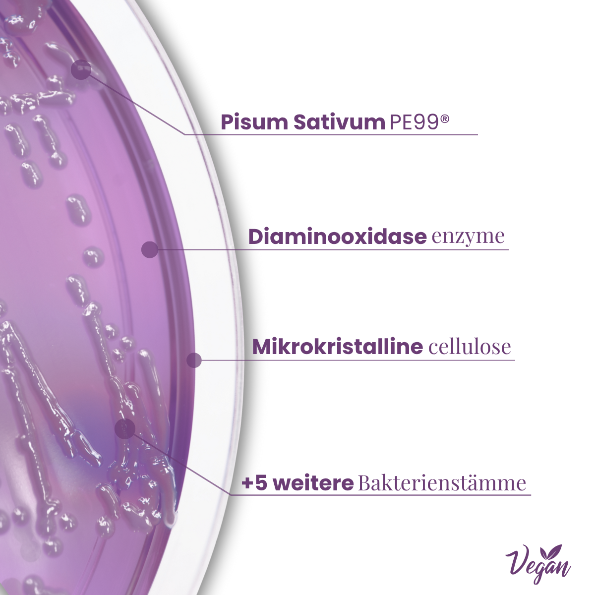Purple petri dish with text labels highlighting contents, including enzymes and cellulose.