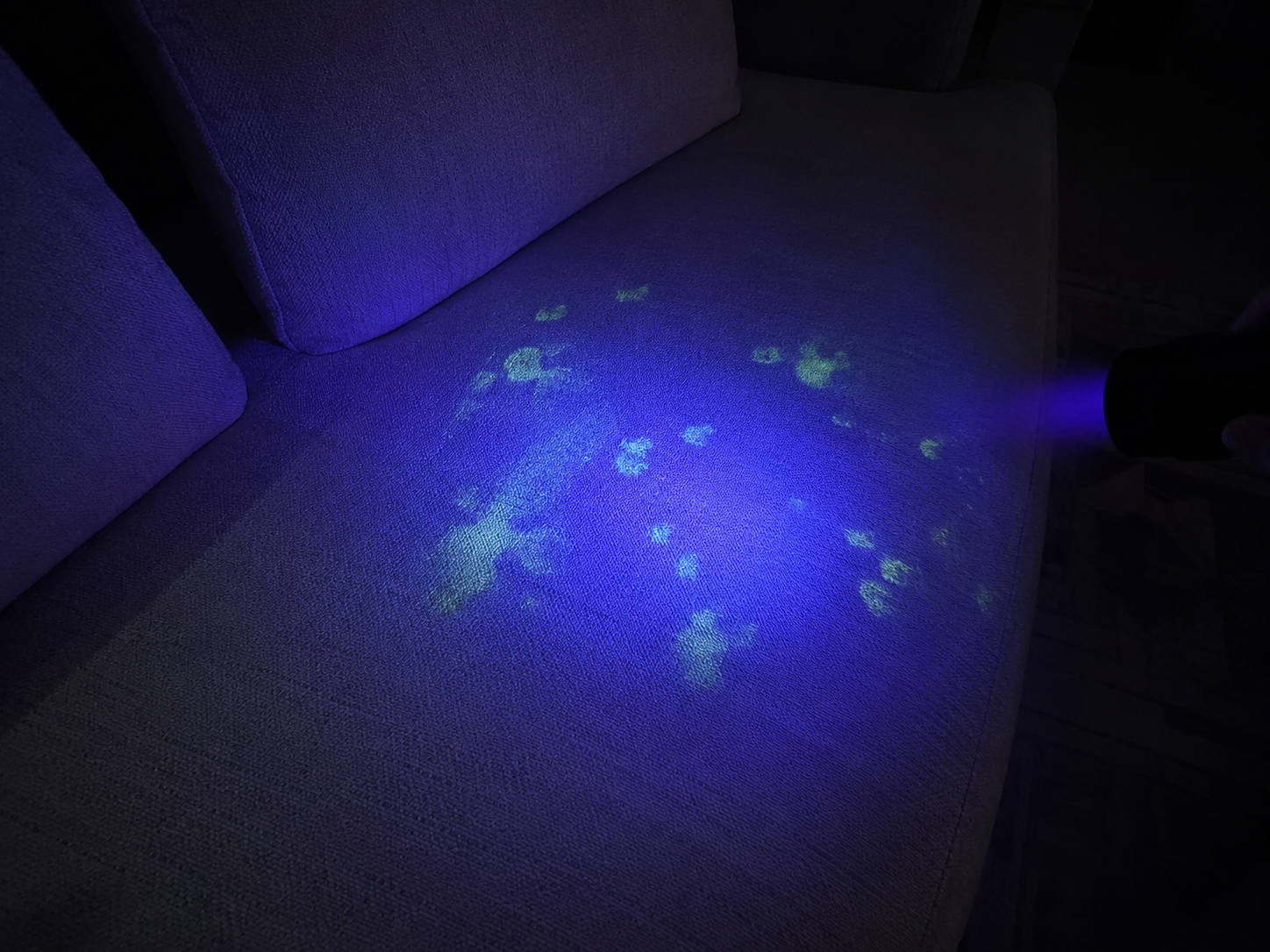 A blacklight shines on a fabric couch, revealing multiple glowing yellow-green stains on the cushion.