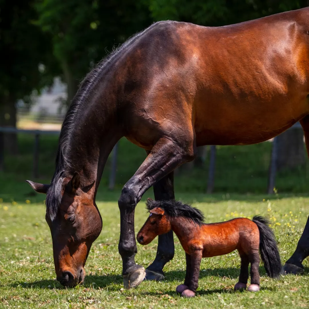A horse grazing next to a small horse figurine on grass.
