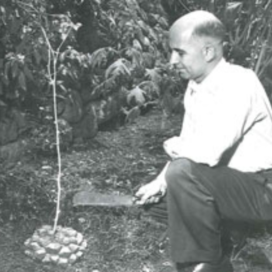 Man observing a young plant with a machete in hand, surrounded by foliage.