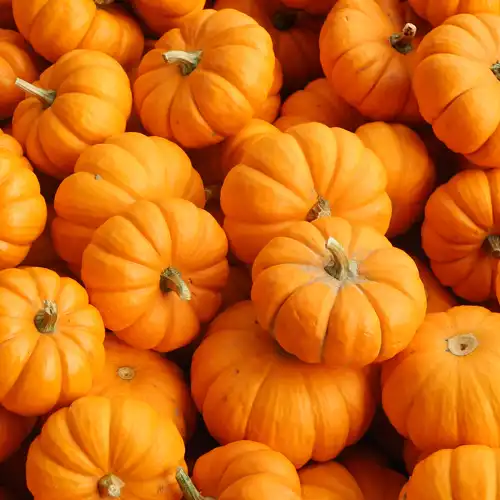 A pile of small, bright orange pumpkins.