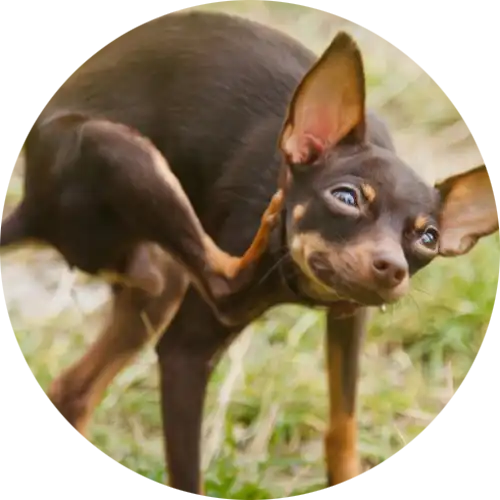 Brown dog scratching its ear in a grassy area.
