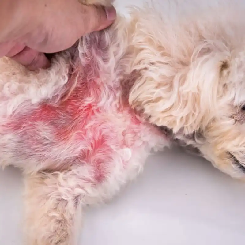 A fluffy dog with a red, irritated patch of skin being examined.