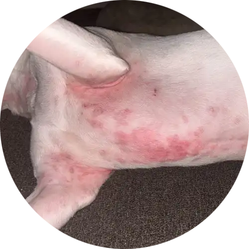 Close-up of a dog's skin with red blotches and rashes.