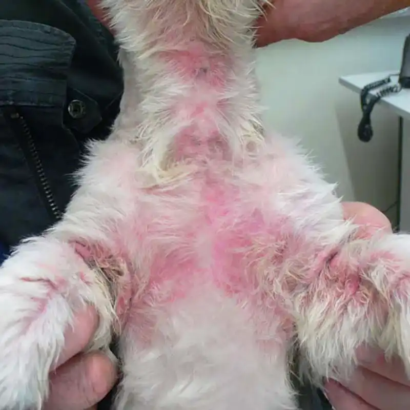 A small dog with red, irritated skin being examined.